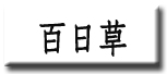 百日草